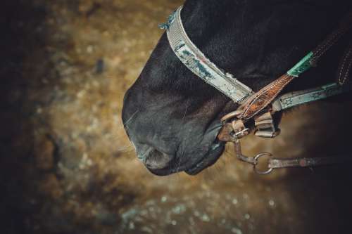 Horse Wears Bridle Photo