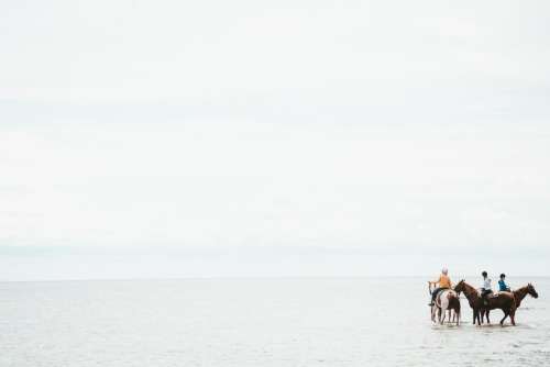 Horses In The Sea Photo