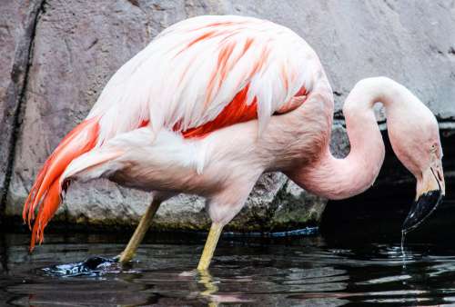 Pink Flamingo In Water Photo