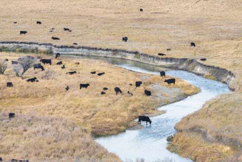Roaming Cattle Graze By Prairie Creek Photo