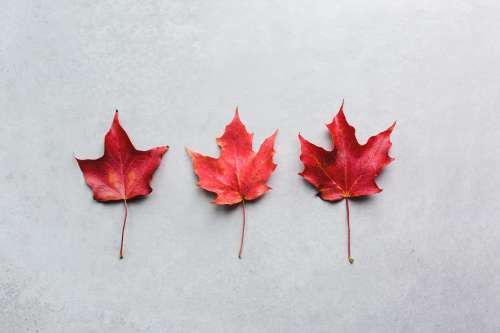 Three Maple Leaves In A Row Photo