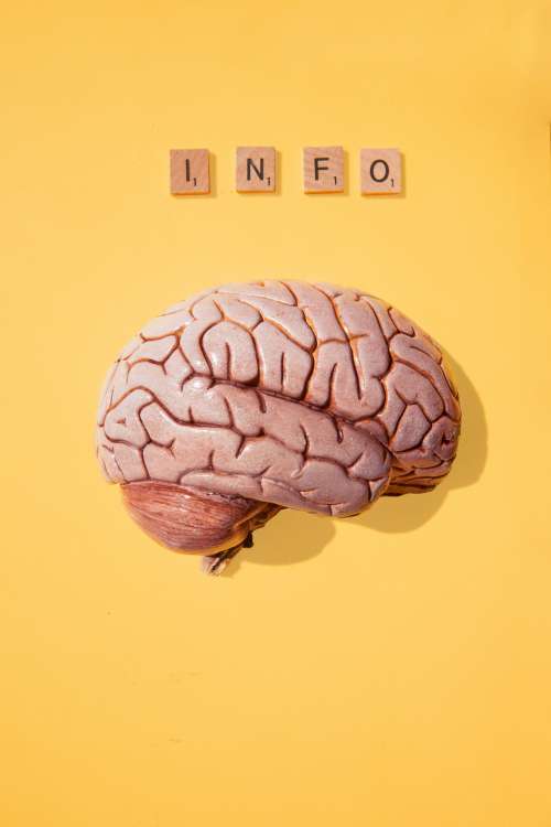 What Does A Brain Need? Photo
