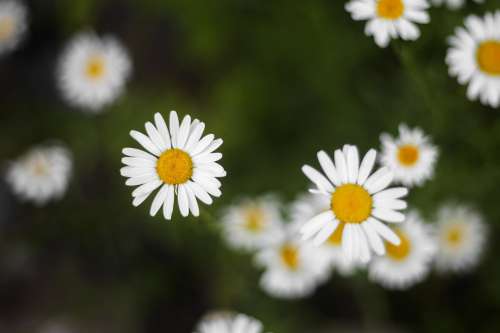 Yellow-Hearted Daisies With Crisp White Petals Photo