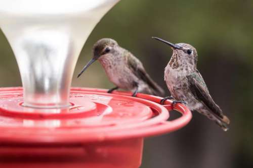 Two Hummingbirds on a Feeder