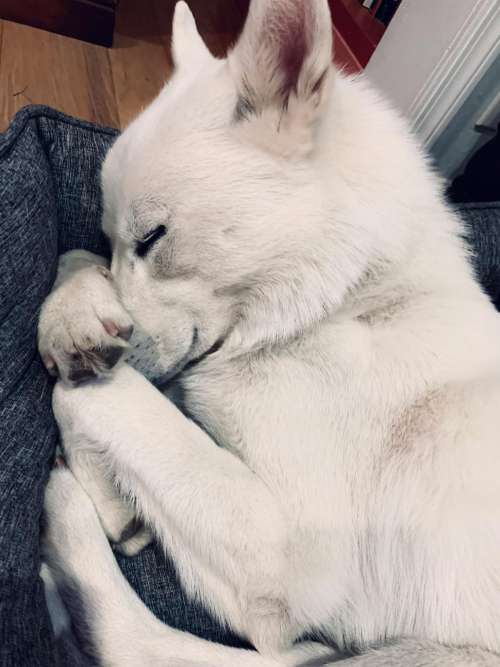 Sleeping White Dog