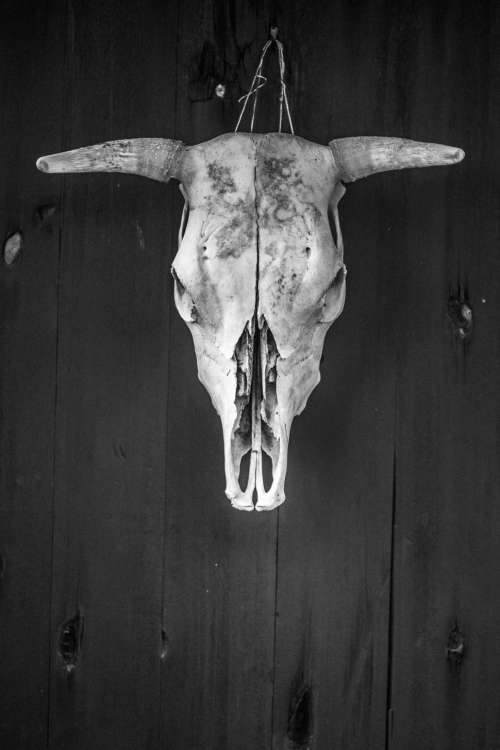 Black and white photo of a cow skull