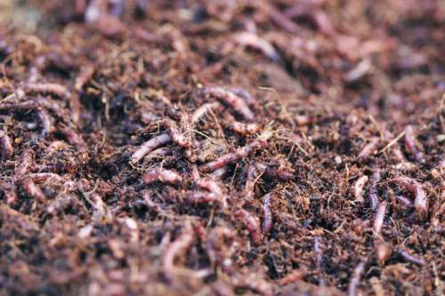 Earthworms in the soil