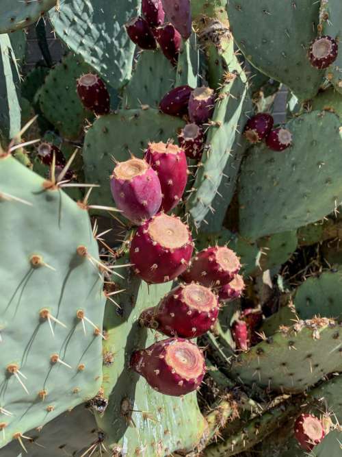Ripe prickly pear cactus fruit
