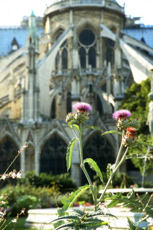 Thistles Outside Notre Dame