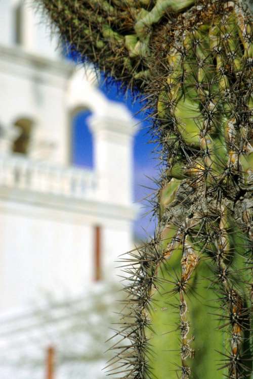 Cactus and Mission San Xavier del Bac