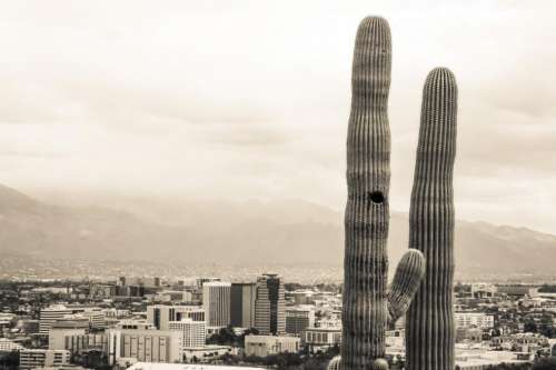 Tall Saguaro cactus with city in the background