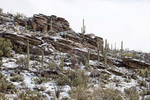 Layered Rocks Dotted with Sahuaro Cactus