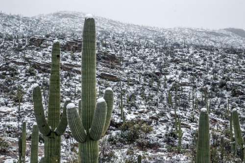 Snow Topped Saguaro Cactus