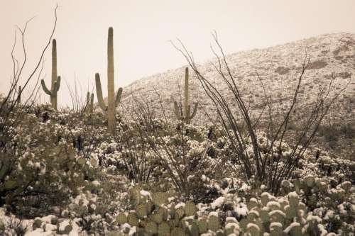 Warm Tones of Snowy Desert Landscape