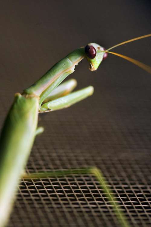 mantis sits on window screen