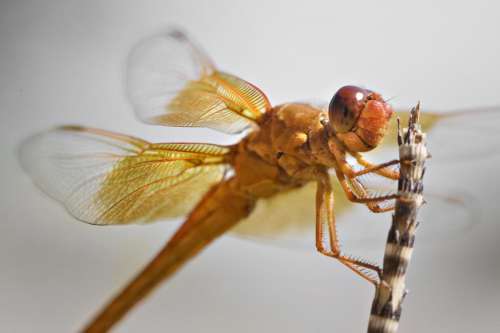 orange dragonfly perched on reed