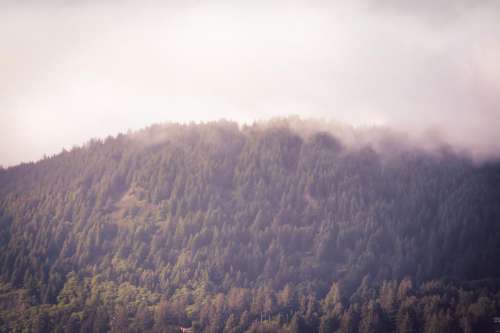 Trees on a foggy mountain in Oregon