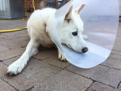 Puppy Looks Sad in Ecollar Cone
