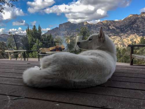 White Dog in the Mountains