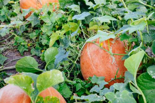 Big orange pumpkins in the garden