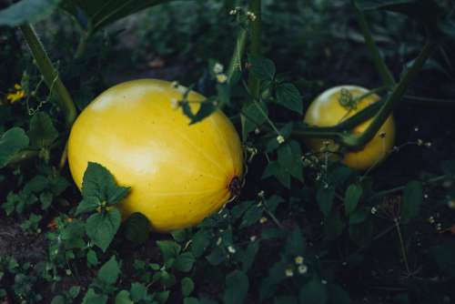Yellow pumpkins in the garden faded