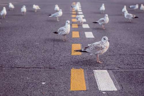 Seagulls on Road Free Photo 