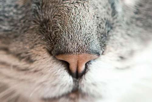 Cute Cat Nose Free Photo 