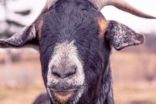 Happy Goat Free Photo 