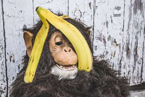 Banana & Chimpanzee Free Photo 