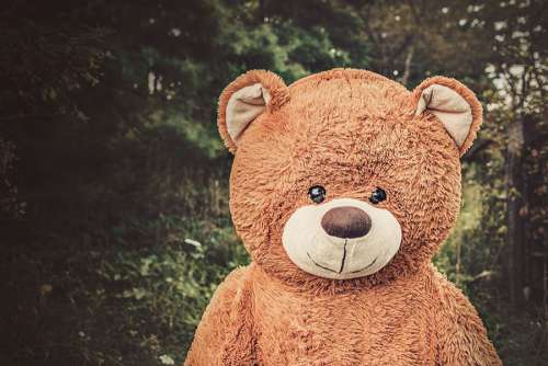 Toy Bear in Forest Free Photo 