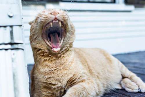 Yawning Tabby Cat Free Photo 