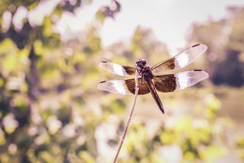 Flying Dragonfly Free Photo 