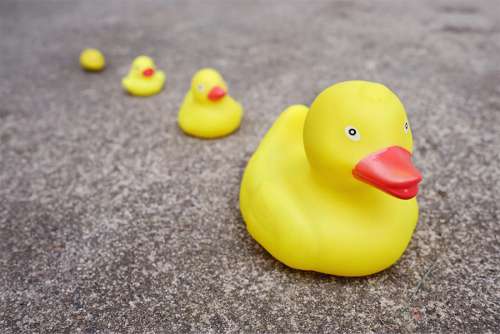 Family of Rubber Ducks Free Photo 