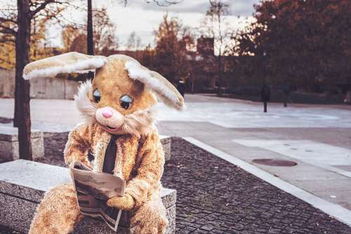 Bunny Costume Free Photo 