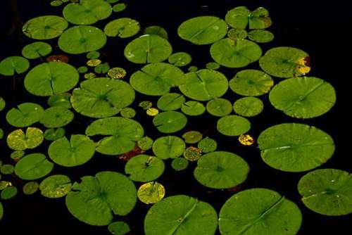 Lily Pads on Pond Free Photo 