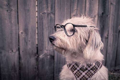 White Dog With Glasses Free Photo 