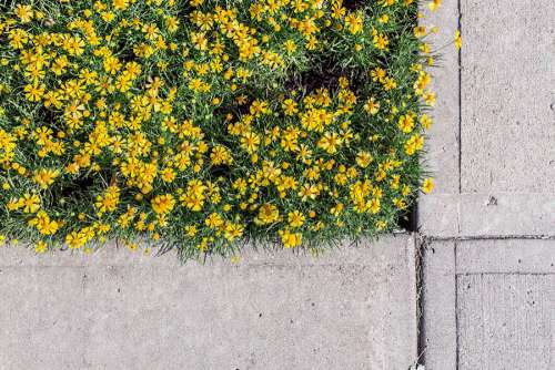 Yellow Flowers on Sidewalk Free Photo 