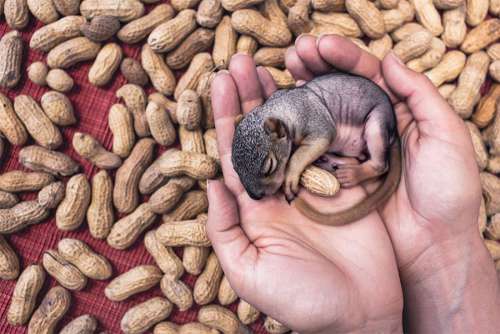 Baby Squirrel Free Photo 