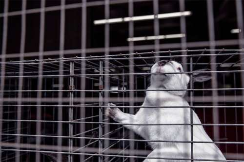 Sad Caged Pet Rabbit Free Photo 