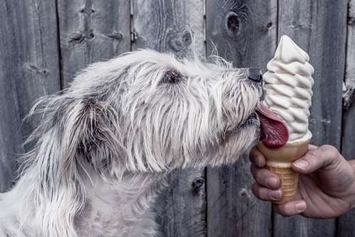 Dog Licking Ice Cream Free Photo 