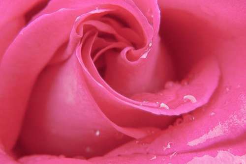 Pink Rose Free Photo 