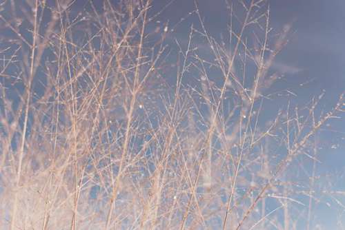 Twigs & Branches Free Photo 