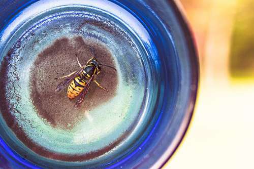 Yellow Bee in Jar Free Photo 