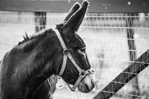 Donkey Free Photo 