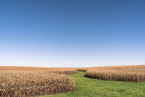 Corn Field Free Photo 