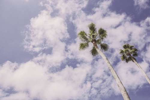 Palm Trees in Summer Free Photo 