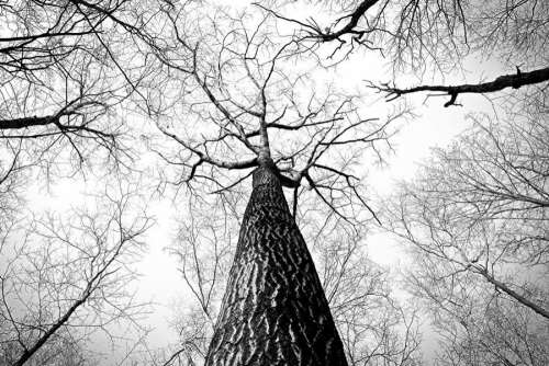 Barren Tree Free Photo 