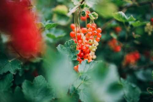 Red & Green Berry Fruit