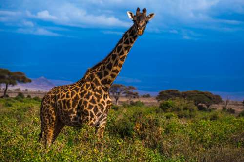 Giraffe in Africa Safari