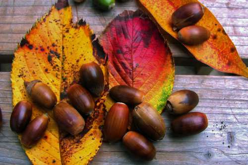 Autumn/Fall Leaves & Acorns